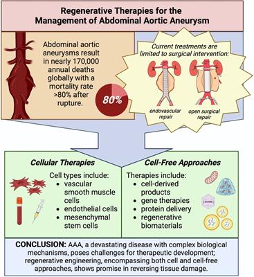 Advances and challenges in regenerative therapies for abdominal aortic aneurysm